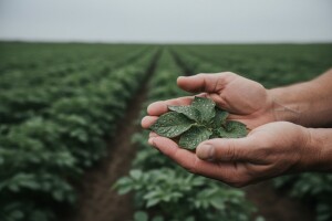 Obavijest proizvođačima krumpira