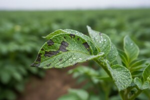 Obavijest proizvođačima krumpira