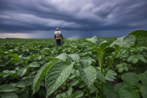 Obavijest proizvođačima krumpira i rajčice