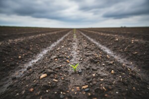 Obavijest proizvođačima kukuruza!