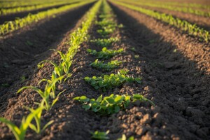 Obavijest proizvođačima kukuruza