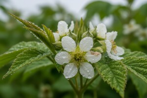 Obavijest proizvođačima kupine i maline!