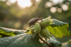 Obavijest proizvođačima lijeske!