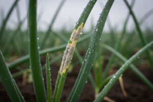 Obavijest proizvođačima luka!