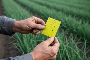 Obavijest proizvođačima luka!