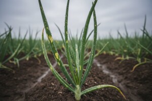 Obavijest proizvođačima luka!