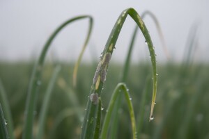 Obavijest proizvođačima luka!