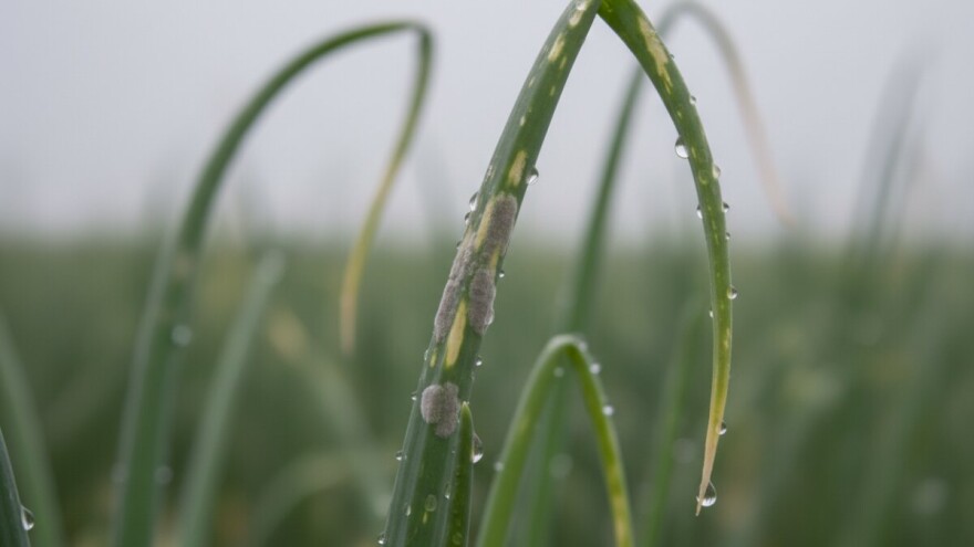 Obavijest proizvođačima luka!