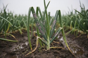 Obavijest proizvođačima luka