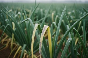 Obavijest proizvođačima luka