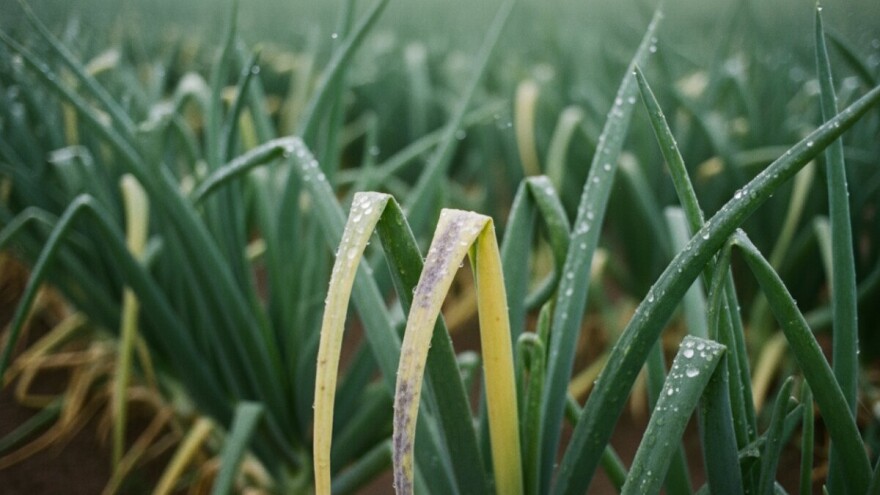 Obavijest proizvođačima luka