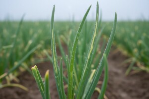 Obavijest proizvođačima luka!