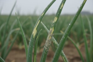 Obavijest proizvođačima luka i češnjaka