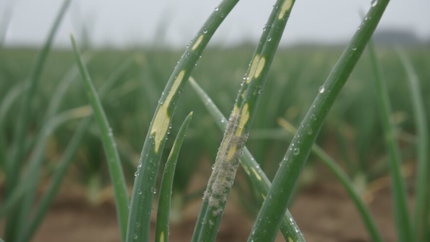 Obavijest proizvođačima luka i češnjaka