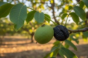 Obavijest proizvođačima oraha!