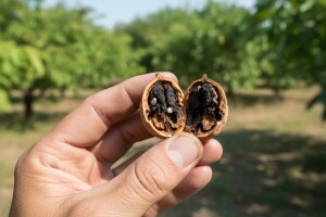 Obavijest proizvođačima oraha!