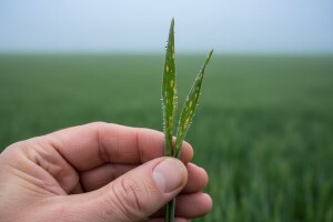 Obavijest proizvođačima ozime pšenice i ječma!