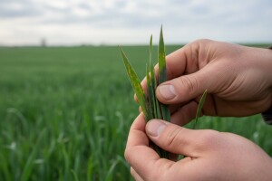 Obavijest proizvođačima ozime pšenice i ječma!