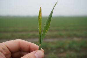 Obavijest proizvođačima ozime pšenice i ječma!