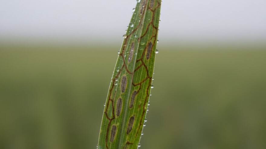 Obavijest proizvođačima ozimog ječma,