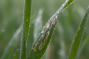 Obavijest proizvođačima ozimog ječma