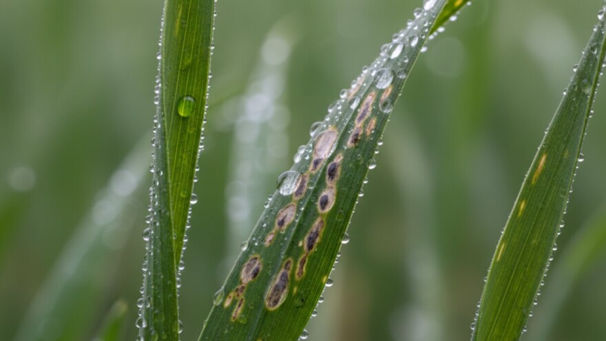 Obavijest proizvođačima ozimog ječma