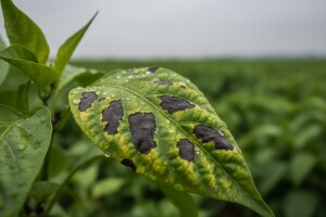 Obavijest proizvođačima paprike!