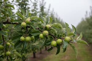 Obavijest proizvođačima plantažnih nasada jabuke
