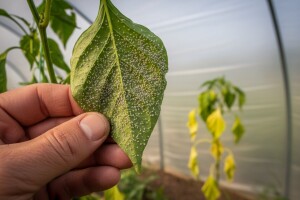 Obavijest proizvođačima povrća