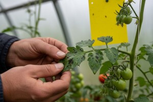 Obavijest proizvođačima povrća