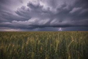 Obavijest proizvođačima pšenice