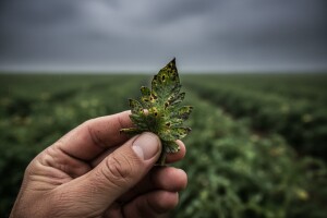 Obavijest proizvođačima rajčice i krumpira!