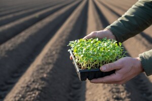 Obavijest proizvođačima ranih kupusnjača