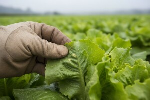 Obavijest proizvođačima salate