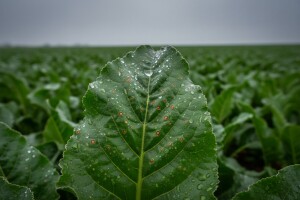 Obavijest proizvođačima šećerne repe i cikle!