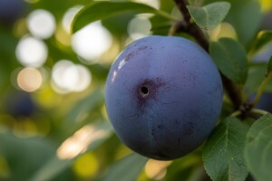 Obavijest proizvođačima šljiva