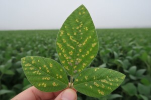 Obavijest proizvođačima soje