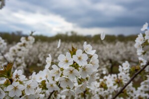 Obavijest proizvođačima trešanja