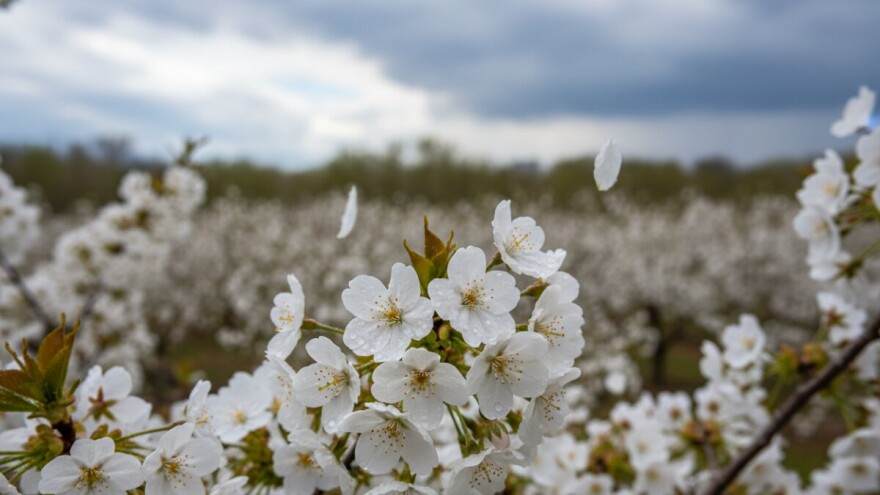 Obavijest proizvođačima trešanja