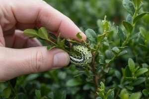 Obavijest proizvođačima ukrasnog bilja