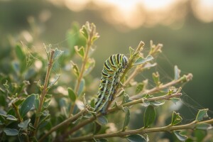 Obavijest proizvođačima ukrasnog bilja