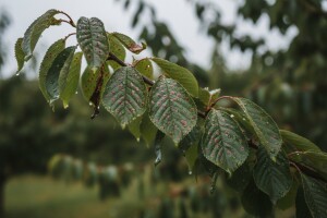 Obavijest proizvođačima višanja