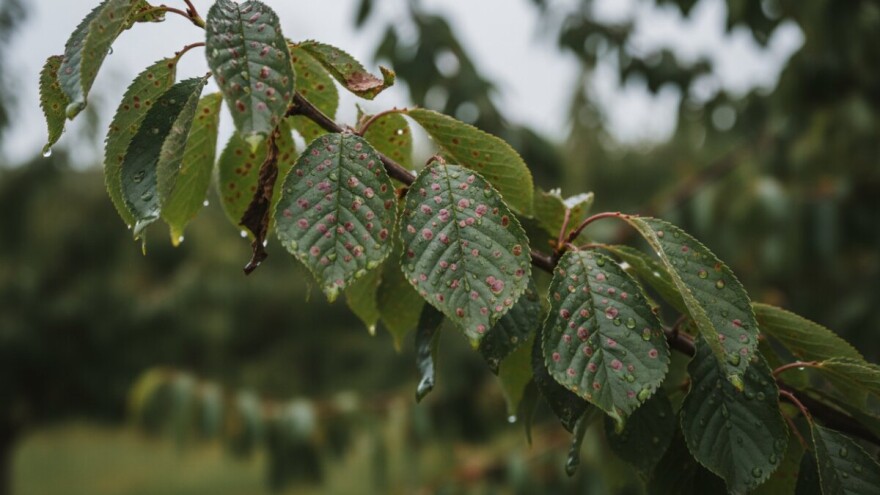 Obavijest proizvođačima višanja
