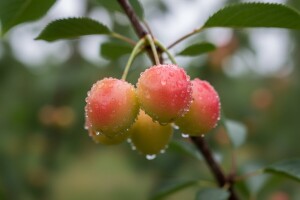 Obavijest proizvođačima višanja!