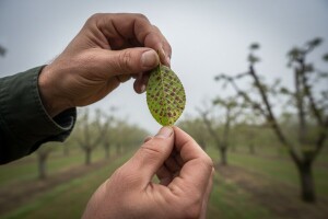 Obavijest proizvođačima višanja i trešanja!