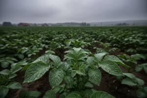 Obavijest tržnim proizvođačima krumpira