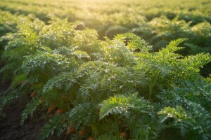 Obavijest tržnim proizvođačima mrkve, peršina i celera korjenaša
