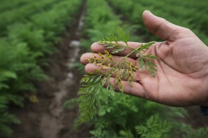 Obavijest tržnim proizvođačima mrkve, peršina i celera korjenaša