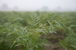 Obavijest tržnim proizvođačima mrkve, peršina i celera korjenaša