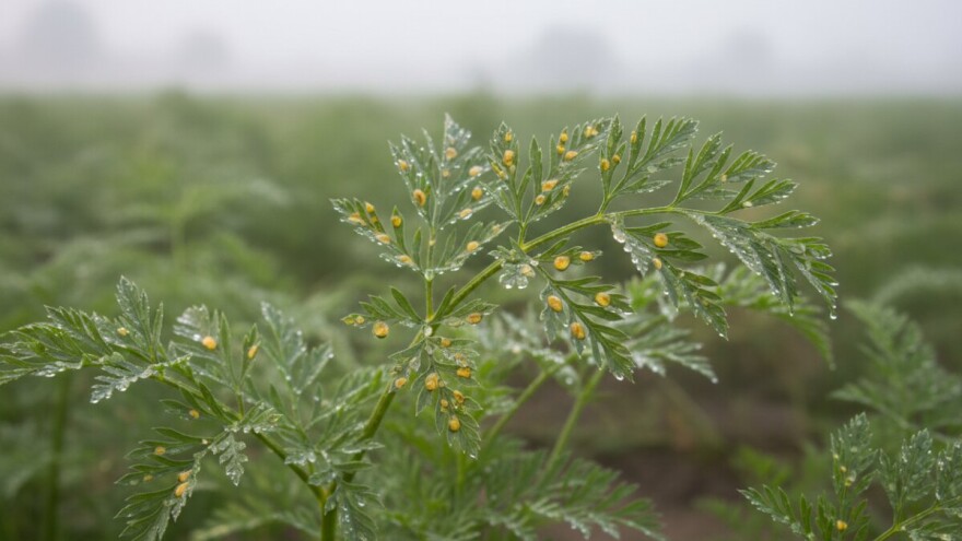 Obavijest tržnim proizvođačima mrkve, peršina i celera korjenaša